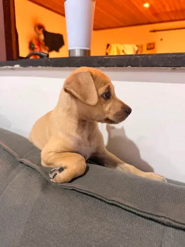CACHORRINHA FÊMEA 2 meses