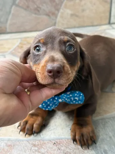 Dachshund /teckel/ salchicha