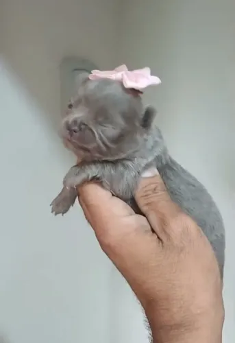 Chihuahua pelo curto e pelo longo cores exóticas Merle , Isabela etc