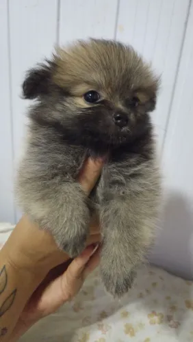 Lulu da Pomerânia fêmea mini .