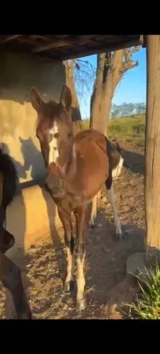 Potro pampa mangalarga marchador