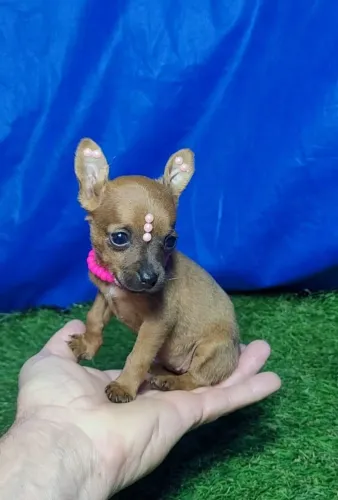 Pinsher femea 0 disponível