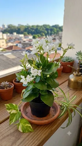 Planta kalanchoe branca.