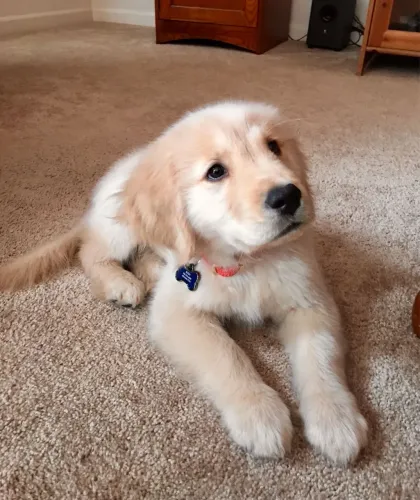 Maravilhosos Filhotes de Golden Retriever 