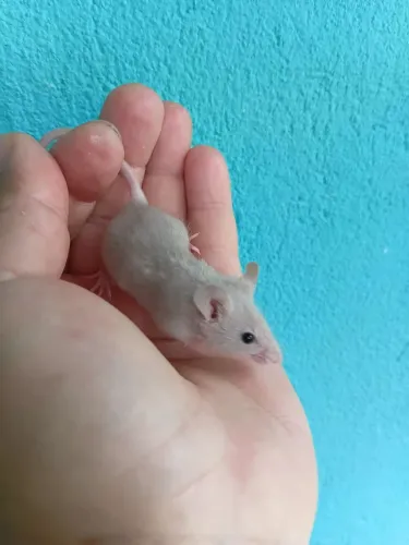 Filhotes de ratos camudongos