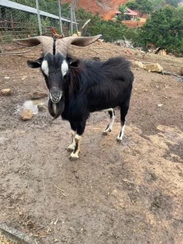Cabrito (bode), raça Canindé.