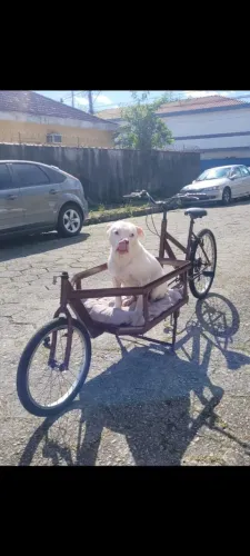 Bicicleta de carga estilo EUROPA 