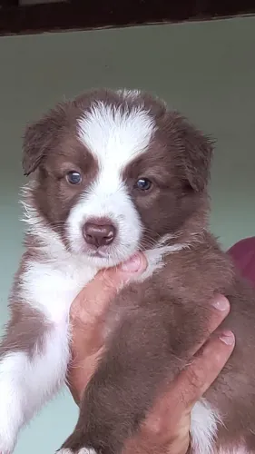Belíssimo filhotes Border Collie últimas fêmeas vacinados