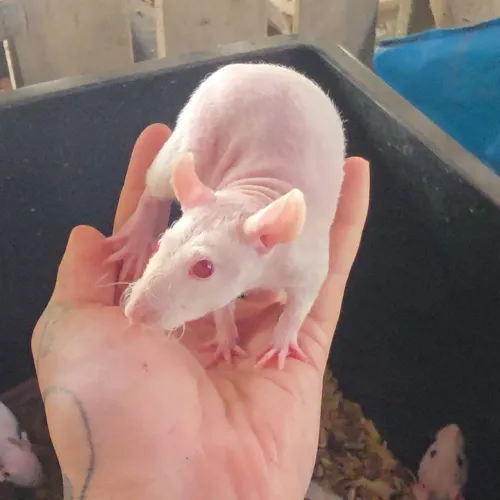 Roto Twister Mercol Hairless e Rex