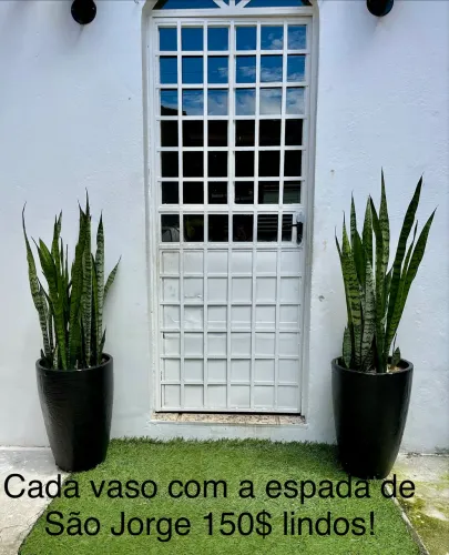 Plantas em vasos