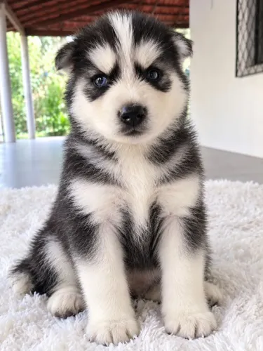 Husky Siberiano 
