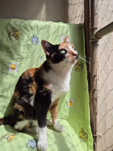 Doação de gatinho