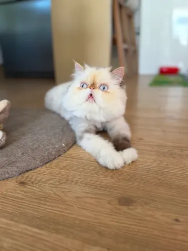 Vendo gata persa