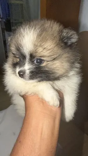 Sptiz alemão (Lulu-da-pomerânia) filhote