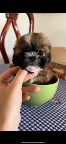 Shih tzu femea mini legítimas