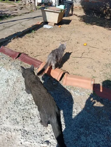 Doa se uma macho preto, fêmea cinza