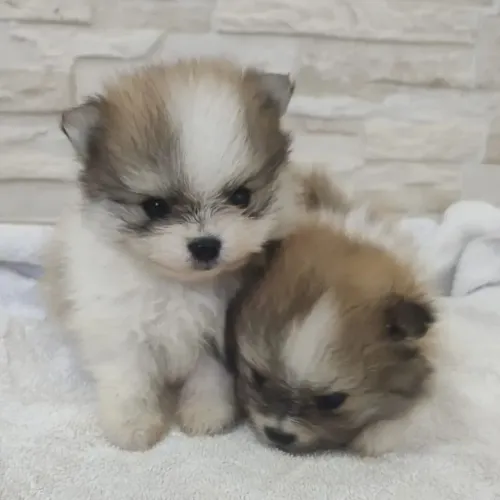 Lulu pomerania meninos anão