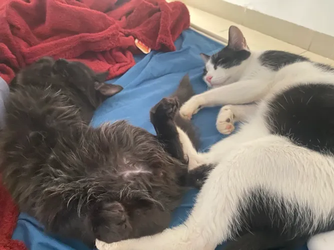 Adoção responsável 3 gatinhos 