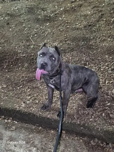 Vende-se filhote de cane corso