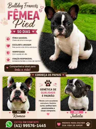 Bulldog francês femea
