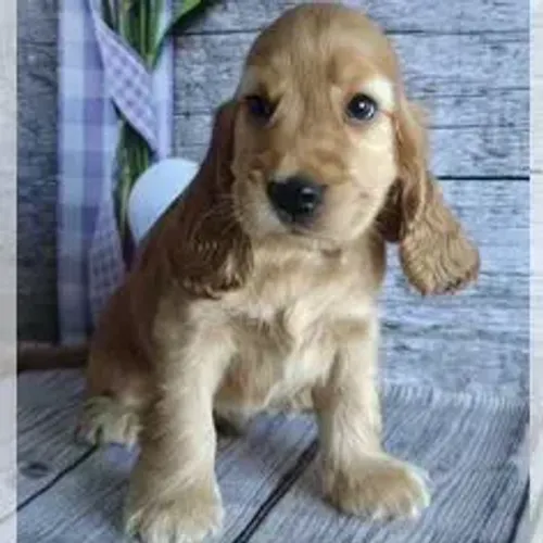 Cocker Spaniel,Cocker Spaniel Filhote Selecionado Alta Procedência
