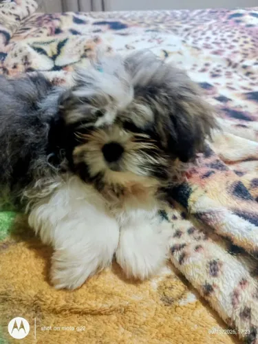 Vendo lindo filhote de Lhasa Apso!