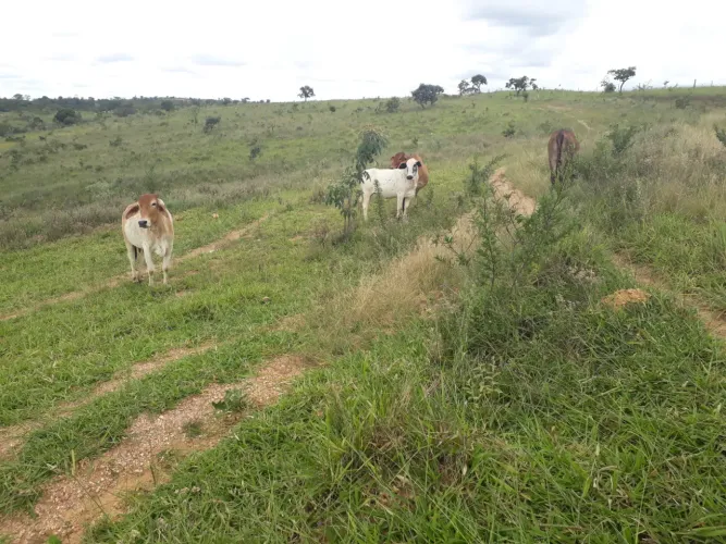 FAZENDINHAS RURAIS px á Paraopeba, 12x= R$1.380,00 mais parcelas