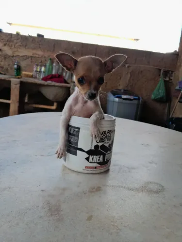 Cachorro 