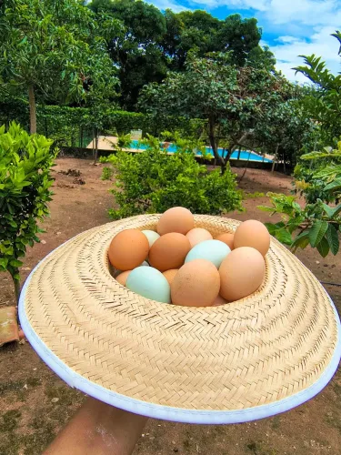 Ovos de galinha a venda