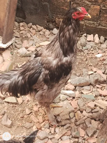 Vendo