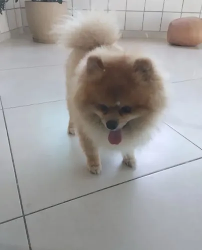 Lulu da palmeirania doação 