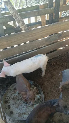 Porco branco macho 2 meses