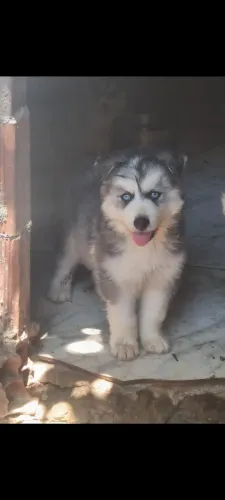 Husky woolly