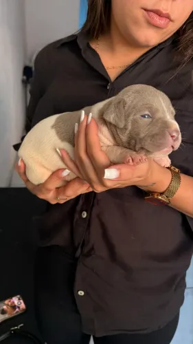 Pit monster com pedigree alto padrão 