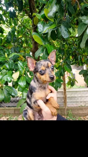 Pinscher Macho com 8 meses