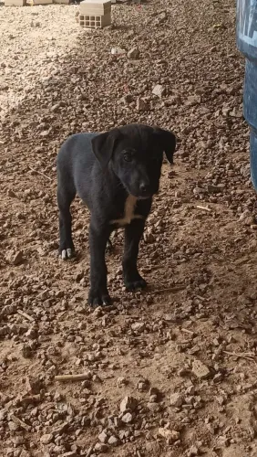 Doação de cachorro, vira lata ( mestiço pastor alemão )
