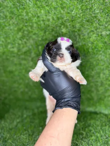 Shihtzu fêmea