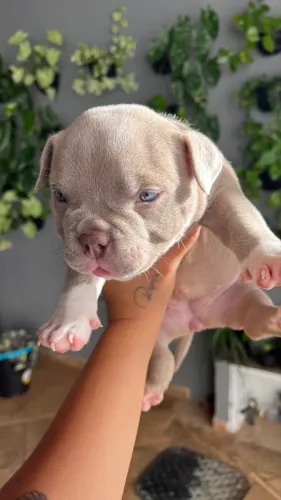 AMERICAN Bully micro