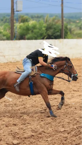 Cavalo de vaquejada direita 