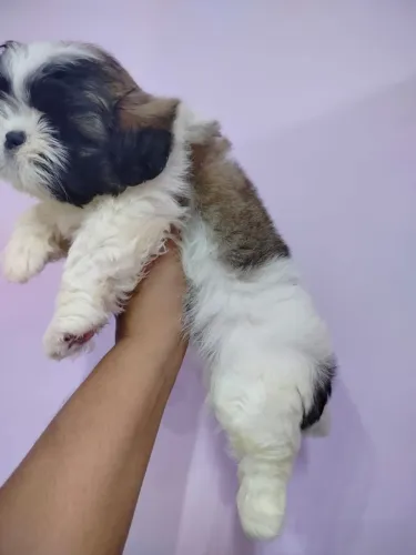 Shih tzu  fêmea 
