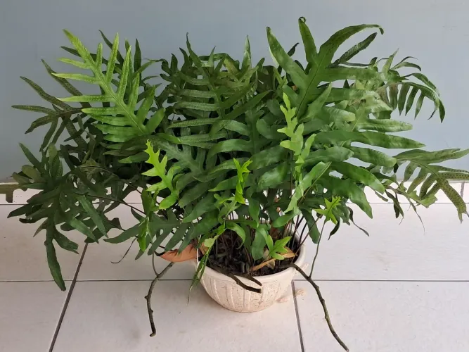 Planta
