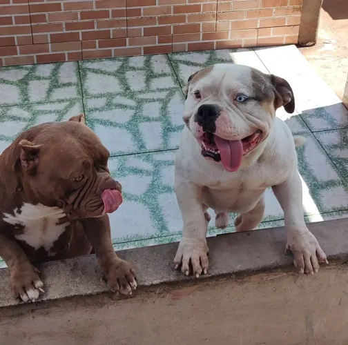 Vendo ou Troco Casal de American Bully