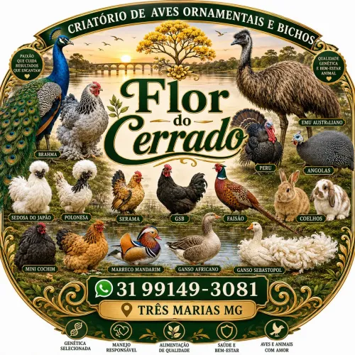 Criatório Flor do Cerrado VENDA de ovos e aves ornamentais