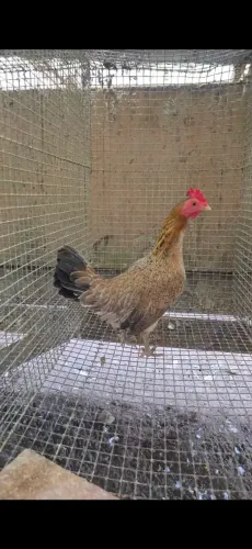 Galinha bankiva pura
