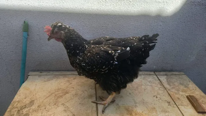 Galinha gsb