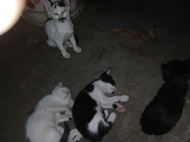Doação de gatos
