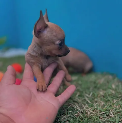 Filhote pinscher 50 dias