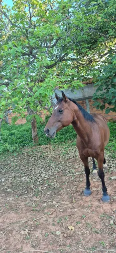 Vendo cavalo meio sangue quarto de milha e mangalarga