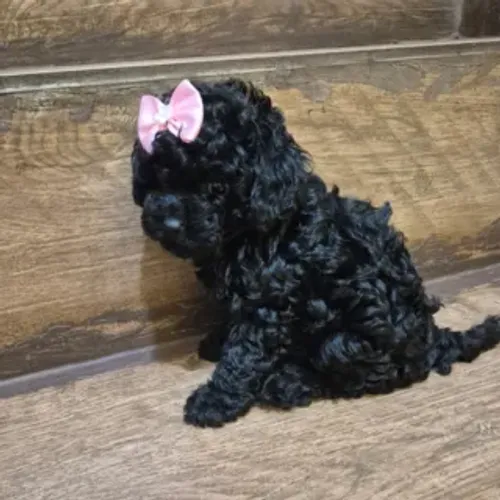 Linda poodle fêmea pretinha