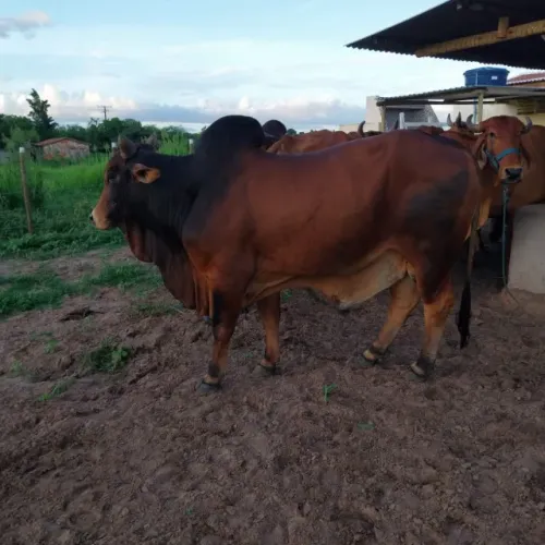 Boi reprodutor Sindi Registrado 